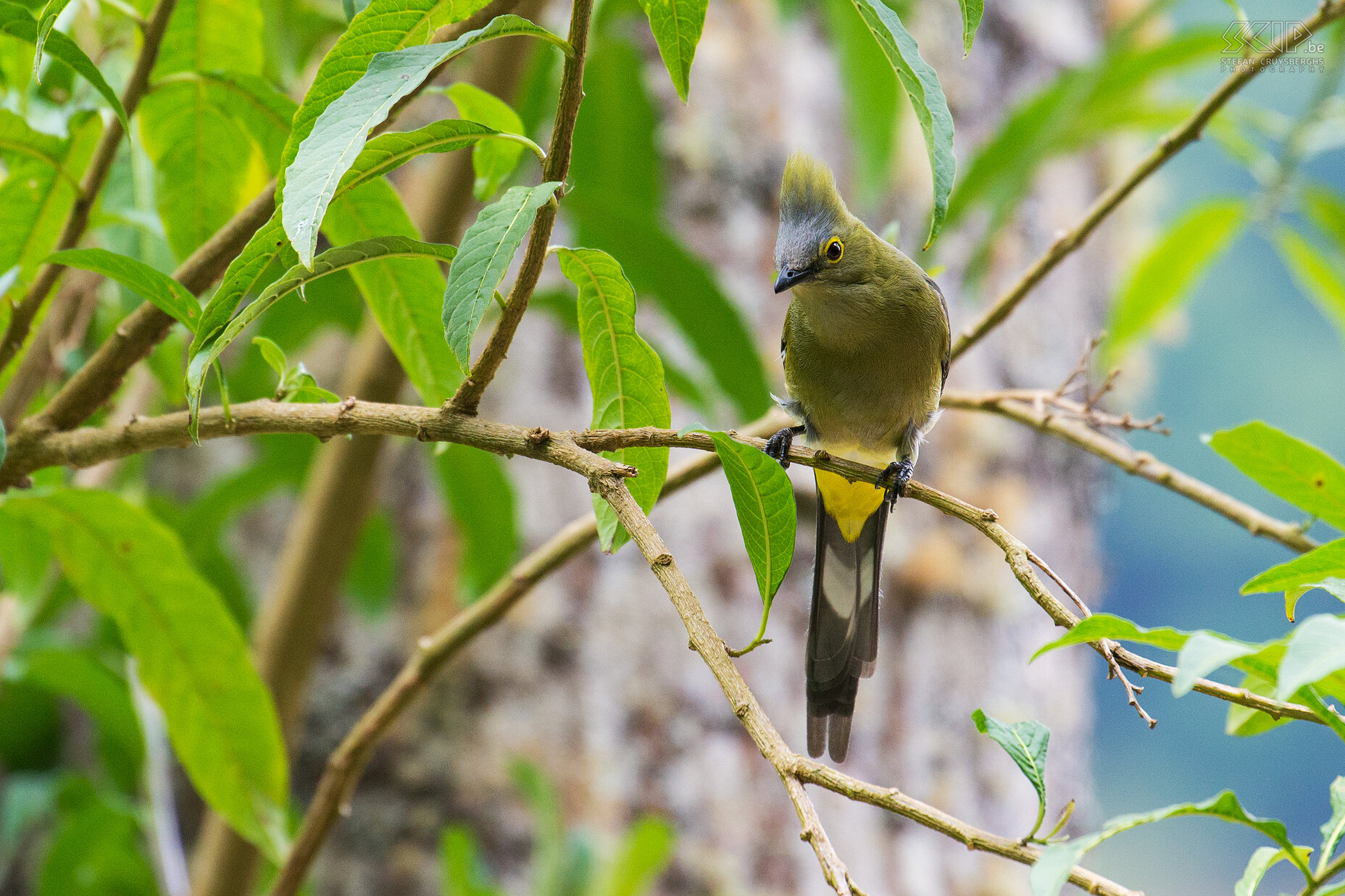 San Gerardo de Dota - Long-tailed silky-flycatcher (ptiliogonys caudatus) Stefan Cruysberghs